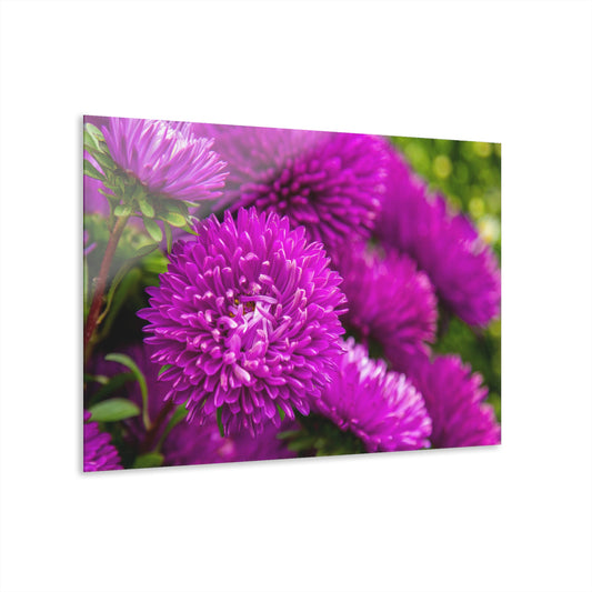 Purple Passion - Acrylic Print (French Cleat Hanging)